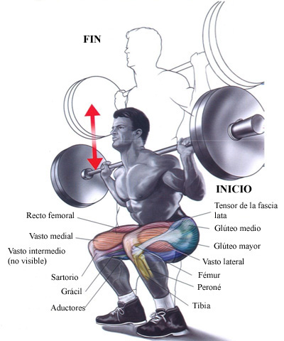 Anabolicos para definicion muscular