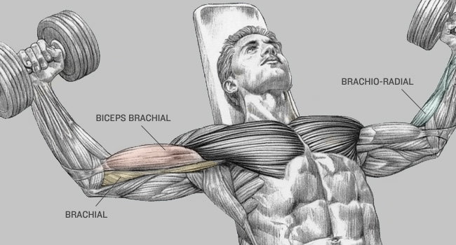 biceps